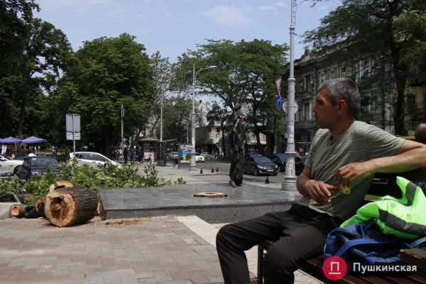 У памятника Веры Холодной в центре Одессы рухнуло дерево. Фото
