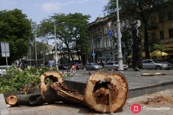 У памятника Веры Холодной в центре Одессы рухнуло дерево. Фото