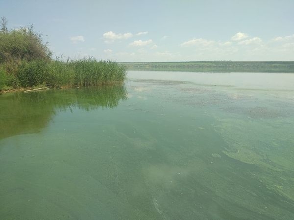 В Хаджибейском лимане мрут бычки и карпы