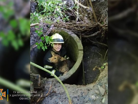 У Дніпрі врятували собаку, яка впала в покинутий колодязь