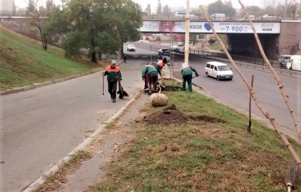 В Одессе высадили ещё 146 акаций