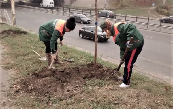 В Одессе высадили ещё 146 акаций