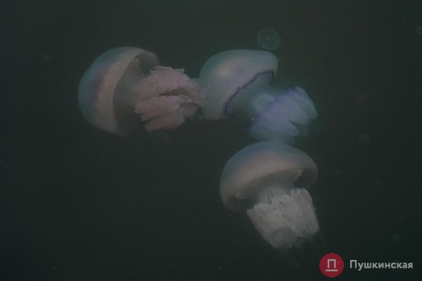 Полчища медуз и нежный закат: фоторепортаж с одесского морвокзала