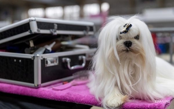 DogPhone. Собаки смогут звонить хозяевам?Сюжет