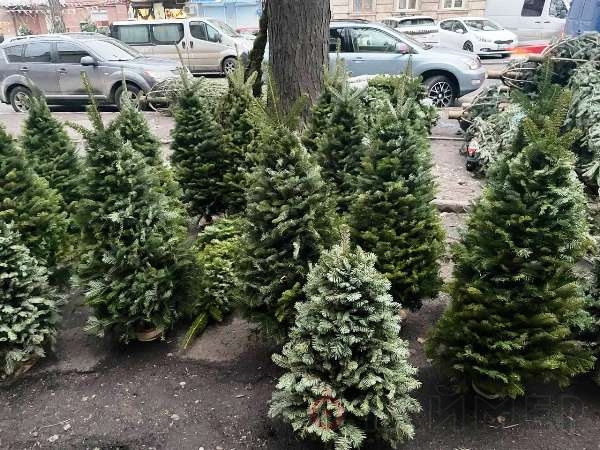 На Конной разворачивается ёлочный базар