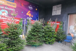 Цены от 300 гривен: в Одессе открылись елочные базары