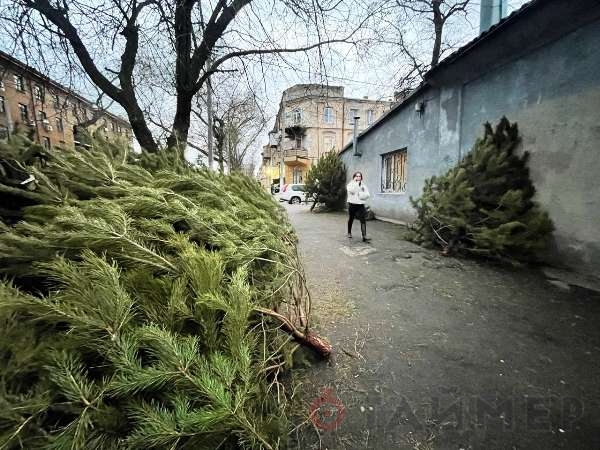 На Конной разворачивается ёлочный базар