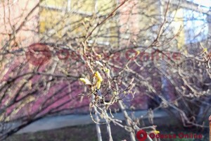 Из-за аномальной погоды в Одессе на деревьях распустились почки 