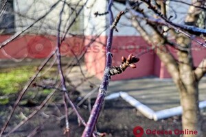 Из-за аномальной погоды в Одессе на деревьях распустились почки 