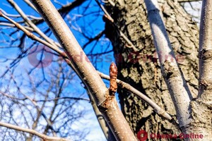 Из-за аномальной погоды в Одессе на деревьях распустились почки 