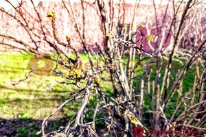 Из-за аномальной погоды в Одессе на деревьях распустились почки 