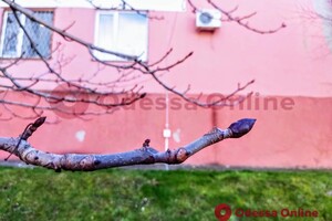 Из-за аномальной погоды в Одессе на деревьях распустились почки 