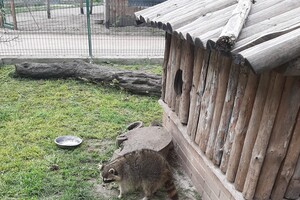 В Одесском зоопарке поселился енот Сеня, которого спасли зоозащитники 