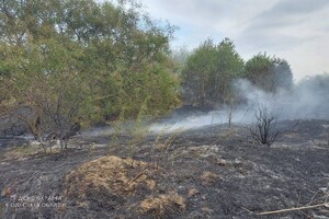В Одесской области загорелись почти 30 гектар леса