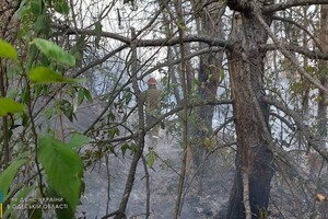 В Одесской области загорелись почти 30 гектар леса