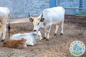 Дай имя малышу: в Одесском зоопарке объявили конкурс на лучшие имена для новорожденных животных