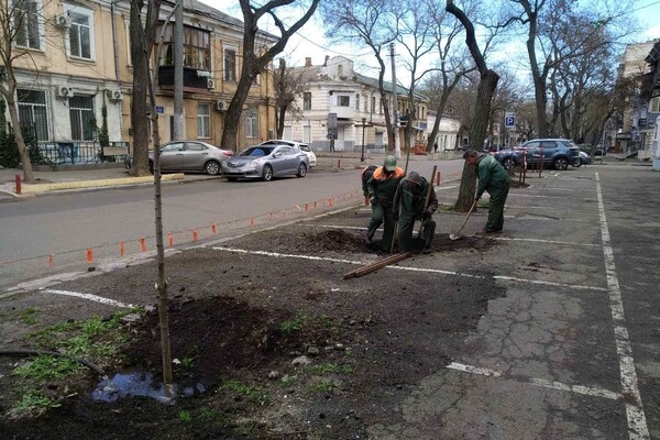 В Одессе высадили клены, вишни, акации и кедры