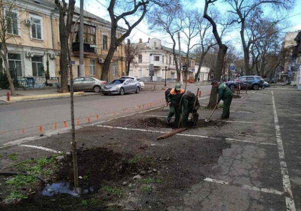 В Одессе высадили клены, вишни, акации и кедры