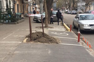 В Одессе высадили клены, вишни, акации и кедры