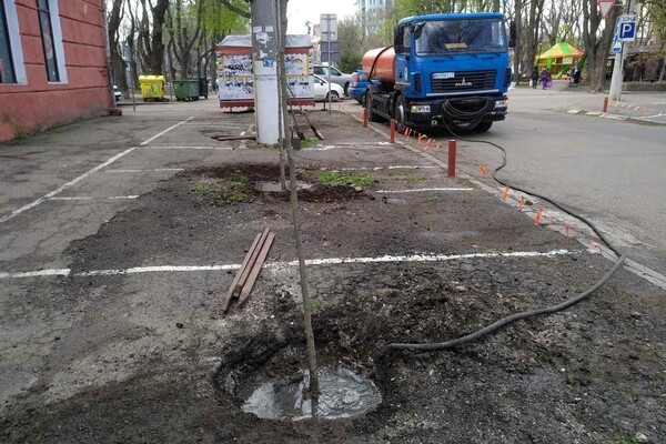 В Одессе высадили клены, вишни, акации и кедры