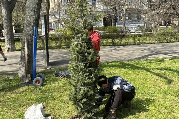 В Одессе высадили клены, вишни, акации и кедры