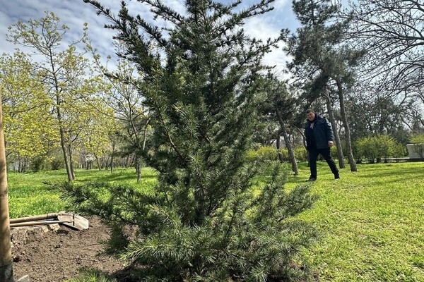 В Одессе высадили клены, вишни, акации и кедры