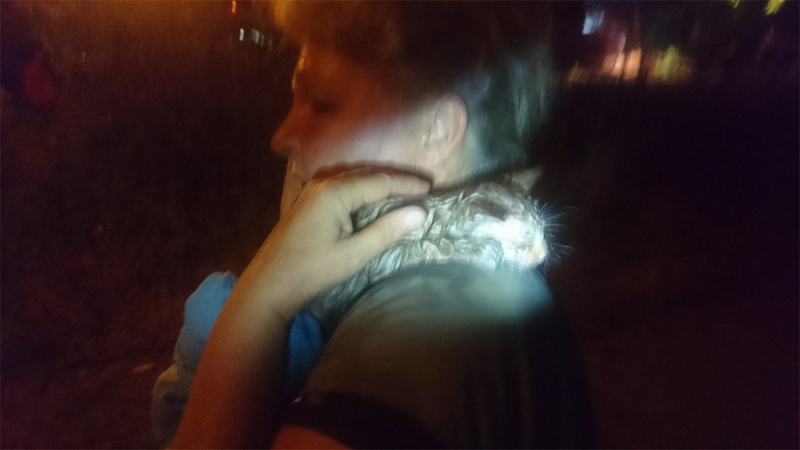 У Києві невідомі спалили притулок для кішок, десятки тварин загинули (фото, відео)