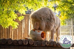 Тыквофест в зоопарке и шабаш в центре: как одесситы отметили Хэллоуин 