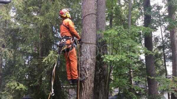Комплексные услуги промышленного альпинизма и благоустройства