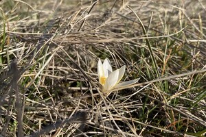 Где в Одесской области полюбоваться первоцветами