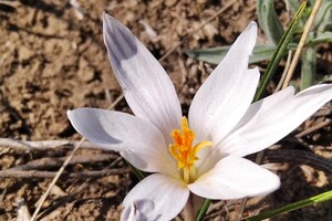 Где в Одесской области полюбоваться первоцветами