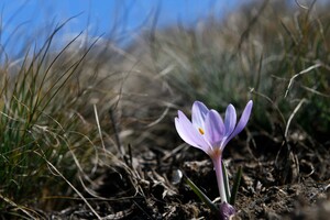 Где в Одесской области полюбоваться первоцветами
