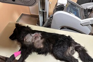 Достают пять осколков: во время атаки на Одесскую область пострадала собака