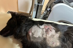 Достают пять осколков: во время атаки на Одесскую область пострадала собака