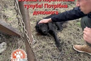 Достают пять осколков: во время атаки на Одесскую область пострадала собака