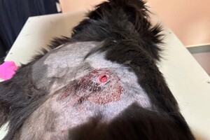 Достают пять осколков: во время атаки на Одесскую область пострадала собака