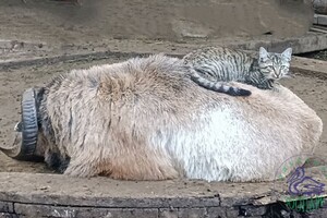 В Одессе выбирают самую романтичную пару животных: фото участников