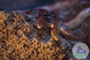В Одессе выбирают самую романтичную пару животных: фото участников