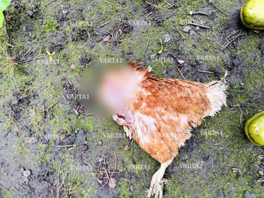 Чупакабра повернулася: на Львівщині масове вбивство (фото)