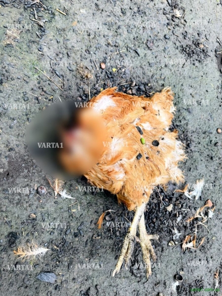 Чупакабра повернулася: на Львівщині масове вбивство (фото)