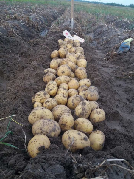 Чому ціни на молоду українську картоплю вдвічі вищі, аніж на завезену з Єгипту: роз’яснення фахівця