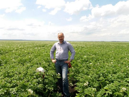 Чому ціни на молоду українську картоплю вдвічі вищі, аніж на завезену з Єгипту: роз’яснення фахівця
