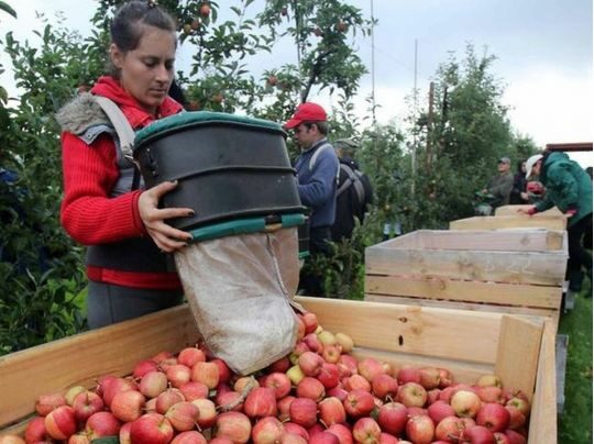 Коли збирати яблука та груші: ці поради допоможуть фруктам залишатися свіжими та смачними всю зиму