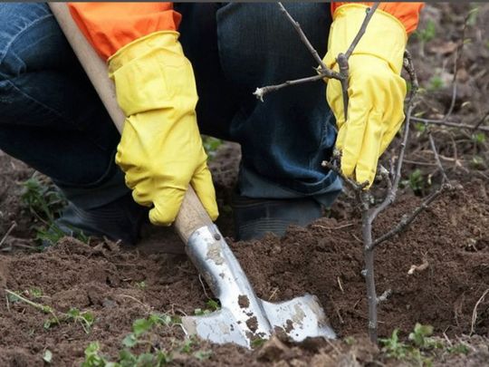 Останні дні листопада: вінницькі аграрії розповіли, як підготувати ягідні кущі до зими