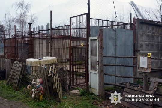 У Хмельницькому всім світом ловили левів, що втекли (відео)