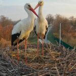 Лель і Квітка замість Грицька та Одарки: у знаменитому гнізді на Полтавщині розпочався новий сезон лелечого «серіалу»