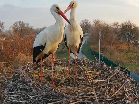 Лель і Квітка замість Грицька та Одарки: у знаменитому гнізді на Полтавщині розпочався новий сезон лелечого «серіалу»