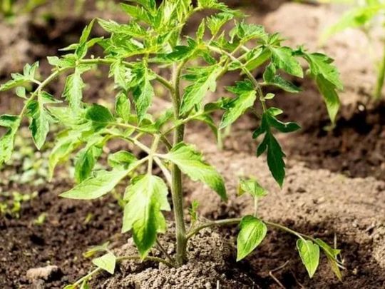 Чому біліє розсада після висадки і&nbsp;як&nbsp;її швидко реанімувати