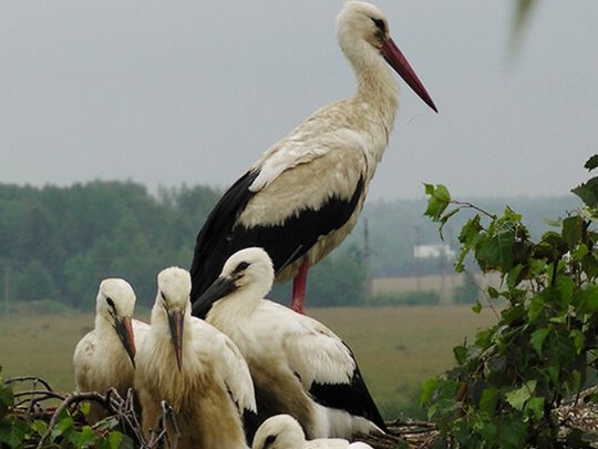 Коли лелека приносить щастя, а коли попереджає про біду: народні прикмети